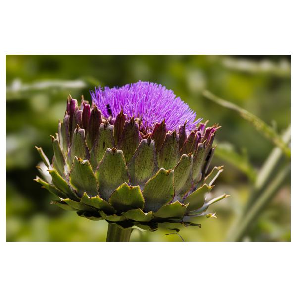 PHOTO84, CLUB, 84 , LUBERON