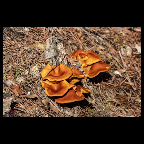 PHOTO84, CLUB, 84 , LUBERON